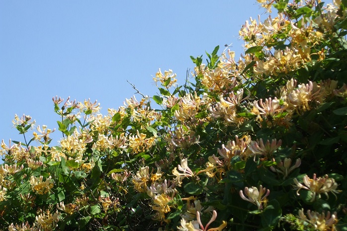 Bramble park honeysuckle